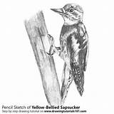 Yellow Sapsucker Bellied Drawing Pencil Pencils Sketch Drawingtutorials101 Draw Woodpeckers Tutorials Animals Lapse Time sketch template