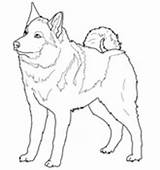 Coloring Elkhound Norwegian Pages Dog Dogs Color Printable Supercoloring Griffon Brussels Norway Kids Version Click Cat Online Categories sketch template