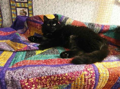 black cat  colorful quilt black cat black cat halloween cat quilt