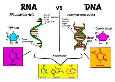 difference  dna  rna