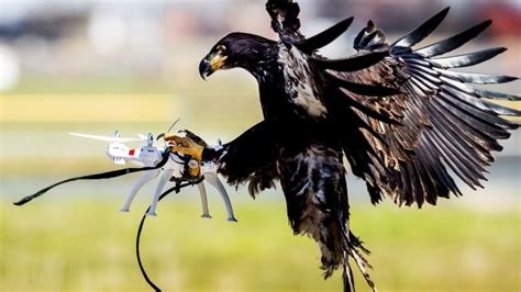 eagles trained    drones bbc news