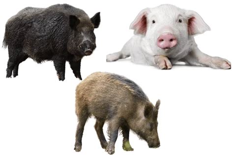 pigs hogs  boars whats  difference  farming guy
