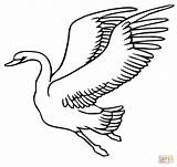 Swan Schwan Cigni Cigno Fliegender Stampare Cygne Oiseau Kumpulan Angsa Schwäne Mewarnai Kartun Fresco Vola Paud Lucu Selvatico Kategorien sketch template