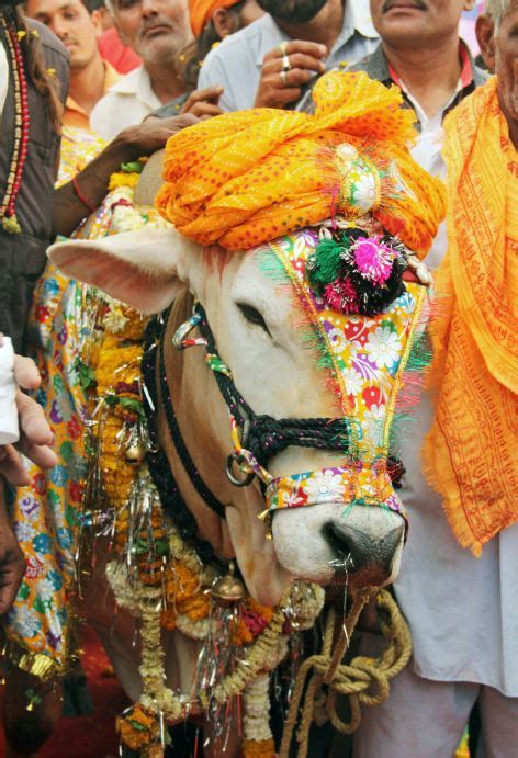 Sacred Cow And A Bull Marry In India Daily Mail Online