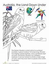 Rosella Coloring Australia Pages Australian Education Colouring Birds Eastern Designlooter Animals 45kb 453px sketch template