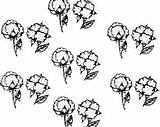 Cotton Boll Drawing Getdrawings Bolls sketch template