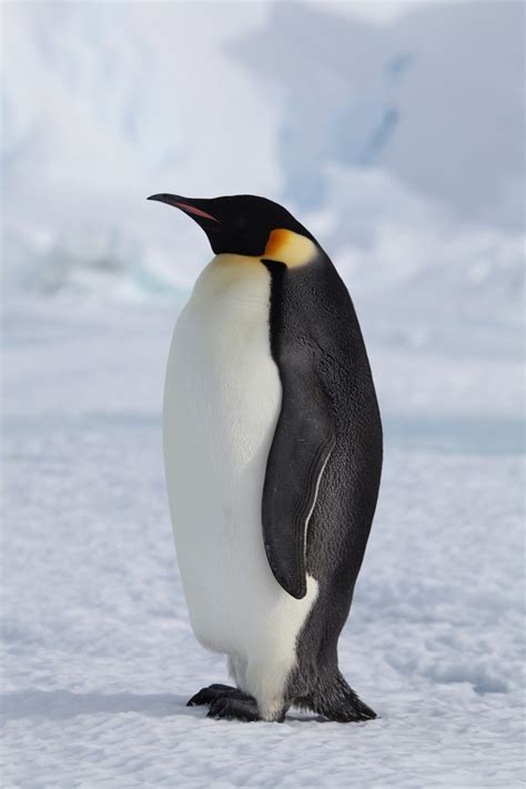 anti penguin freedom