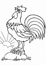Rooster Coloring Pages Printable Bird Morning Color sketch template