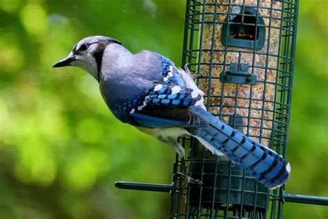 bird feeders  blue jays  tested  learn bird watching