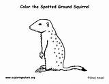 Squirrel Ground Coloring Spotted Exploringnature sketch template