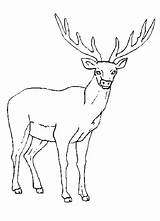 Coloring Elk Rocky Mountain Popular sketch template
