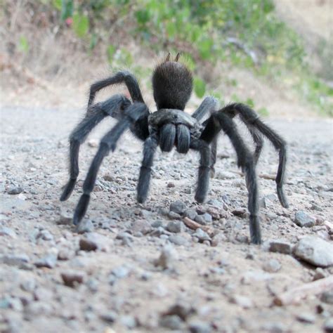 Don’t Be Alarmed By Armies Of Tarantulas They’re Just Looking For Love