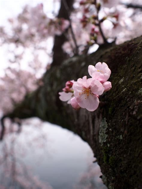 Cherry Blossom On Tumblr