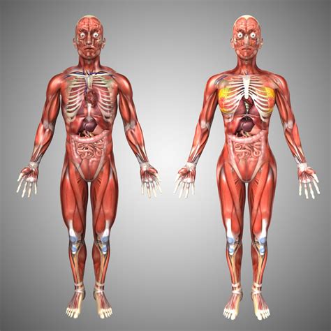 Human Male Female Anatomy 3d Model