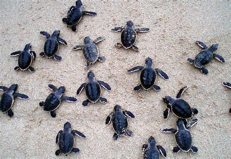 nice  sea  baby turtles released  oman hotelier middle east