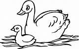 Swan Coloring Baby Pages Swans Printable Color Kids Print Drawing Supercoloring Olds Year Clipart Animals Paper Birds sketch template