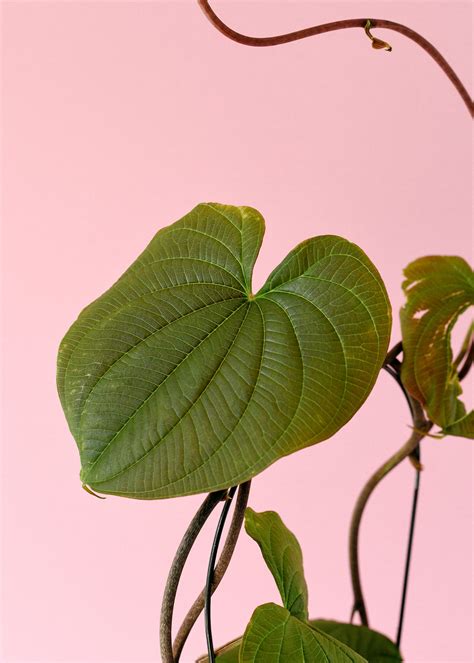 dioscorea bulbifera aka air potato   easy care houseplant plant