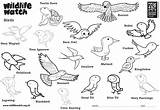 Colouring Birds Wild Go Wildlife sketch template