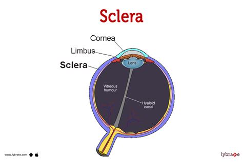 sclera human anatomy image functions diseases  treatments