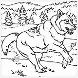 Loup Coloriage Loups Coloriages Wolves Adults Imprimer Justcolor Pleine Amoureux Cri sketch template