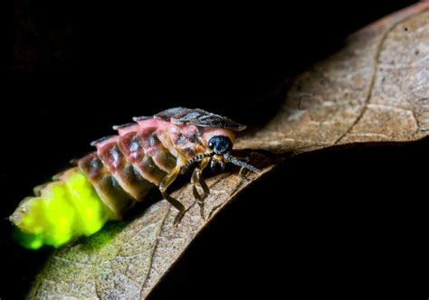 female glow worms   brightest gleam    mates animal science glow worm habitats