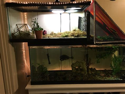 turtle tank setup ideas