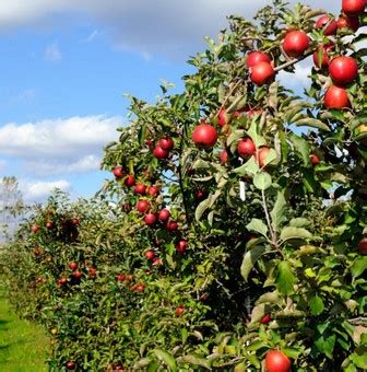 menanam apel  cepat berbuah