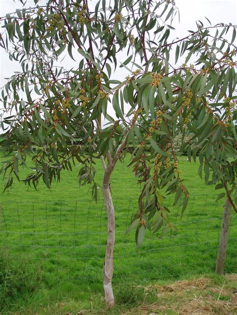 eucalyptus pauciflora trees  plant plants tree