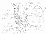 Kangaroo Grey Coloring Eastern Young Pages Printable Supercoloring Categories sketch template