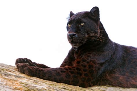 black panthers