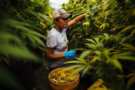 growers  california  unlicensed  marijuana retail report