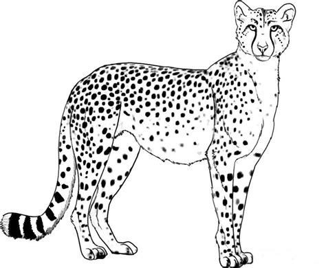 coloring pages  cheetahs coloring home