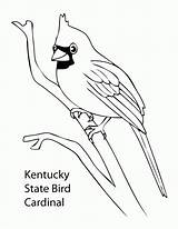 Coloring Pages Cardinal State Bird Kentucky Birds Drawing Colorado Football Cardinals Feather Dodgeball Printable Ohio Derby Logo Kids Getcolorings Louis sketch template