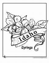 Coloring Flower Idaho State Pages Syringa History Flowers Printables Boise sketch template