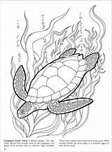 Reef Barrier Great Coloring Drawing Turtle Pages Ocean Coral Sea Life Sketch Color Drawings Printable Turtles Tattoo Book Colorings Sketches sketch template
