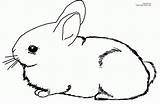 Coloring Pages Bunny Rabbit Rabbits Library Clipart sketch template
