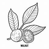 Nut Orchard Illustrations Walnut Vector Coloring Clip sketch template