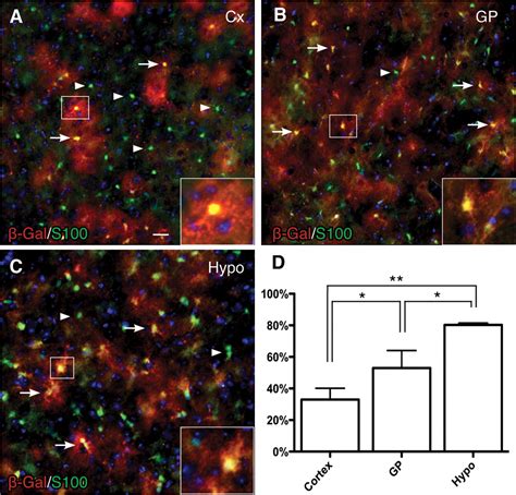 sonic hedgehog regulates discrete populations of astrocytes in the