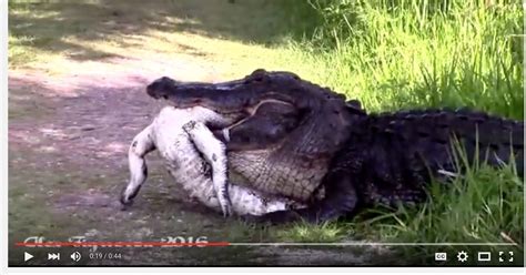 watch massive alligator eats another alligator in florida