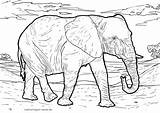 Elefant Malvorlage Ausmalbilder Elefanten Tiere Vorlage Elmar Ausmalbild Malen Kinderbilder Afrikanische Mandala Wilde Afrikas Agustus Senin sketch template