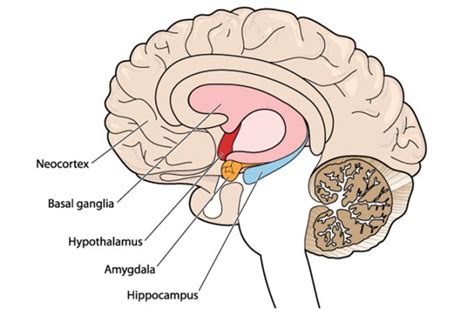 retraining  amygdala ausmed