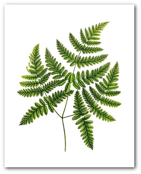 fern print green fern art botanical  branch polypody etsy