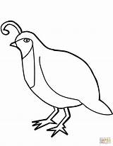 Quail Coloring Manna Clipart Pages Getdrawings Clipartmag Getcolorings sketch template