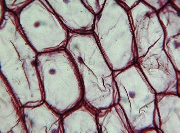cells important  living organisms sciencing
