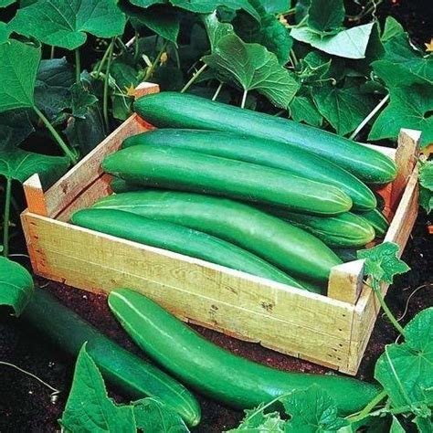 essential steps    grow cucumbers grow gardener blog