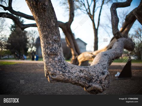 curved big tree image photo  trial bigstock