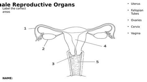 Female Reproductive Organs Worksheet And Diagram Sex