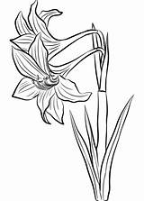 Amaryllis Coloring Pages Flower Drawing Flowers Printable Getdrawings Categories sketch template