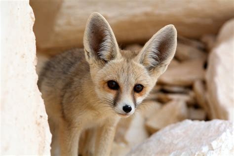 adopt  fennec fox
