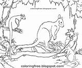 Outback Marsupial Wildlife Kangaroo Rainforest sketch template